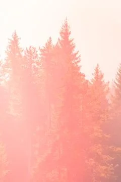 Mysterious misty pine tree red sunset forest Stock Photos