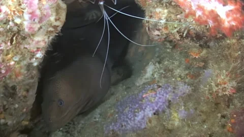 Mysterious Moray Eel Lurks in Reef Cave at Dusk Near Cozumel Stock Footage 340586628