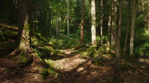 The mysterious morning forest, the fallen tree was covered with moss. Beautiful Stock Footage 78222812