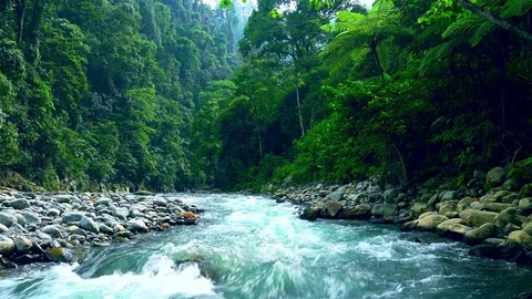 Mysterious mountainous jungle with trees leaning over fast stream with rapids Stock-Footage 75005299