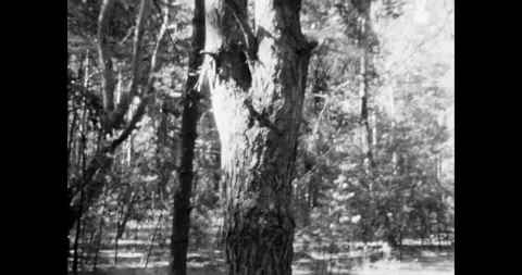 Mysterious Multi-Trunk Tree in a Black and White Forest Vídeos de archivo 323262526