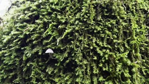 Mysterious Mushrooms Sprouting from Moss Stock Footage 328452367