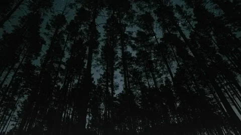 Mysterious night walk through a dense forest under starlit skies during late Stock Footage 285336507