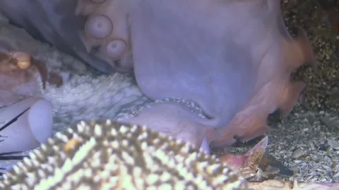 Mysterious Octopus in Sea of Japan's Deep Embrace Stock-Footage 337497610
