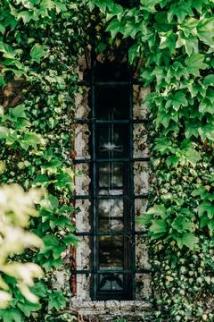 Mysterious old window framed by thick green ivy and intricate carved stone .. Stock Photos