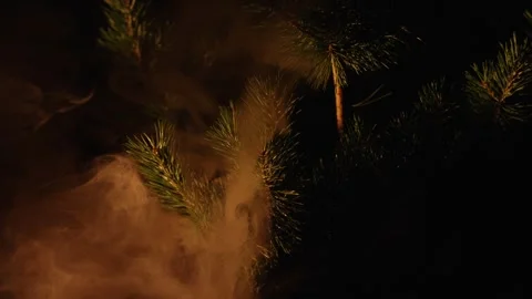 Mysterious orange smoke drifting through pine tree branches Stock Footage 341294647