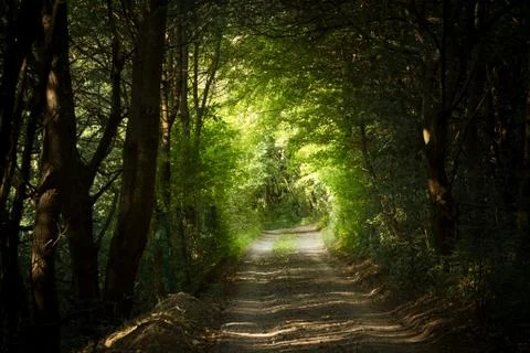 Mysterious path in forest Stock Photos