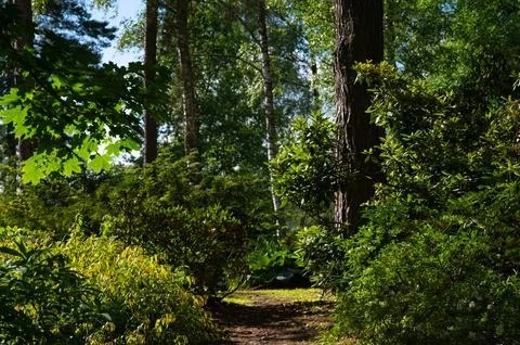 Mysterious path full of roots in the middle of wooden coniferous forrest, s.. Stock Photos