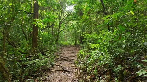 A mysterious path in the middle of a wooden forest in the tropical jungle Stock Footage 248757846
