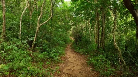 A mysterious path in the middle of a wooden forest in the tropical jungle Stock Footage 267184673