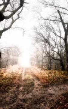 Mysterious path through a misty forest with bare trees and glowing light ahea Stock Photos