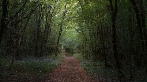 Mysterious pathway into a beautiful forest. Camera slowly moving foward Stock Footage 114714379