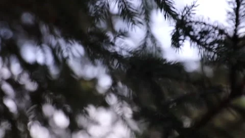 Mysterious pine branches Stock Footage 141520884