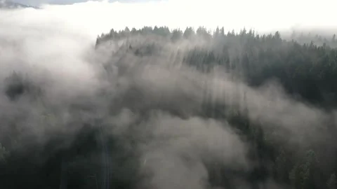 Mysterious pine forest covered with thick heavy fog back light at the sunrise Video stock 172081799