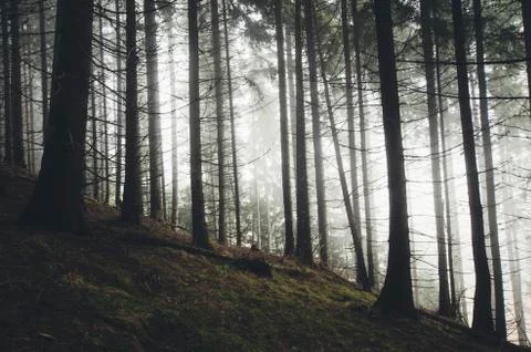Mysterious pine tree forest with mist Stock Photos