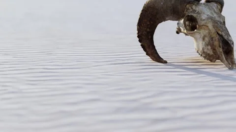 Mysterious Ram Skull Rests on Desert Sands at Twilight Stock Footage 344824224