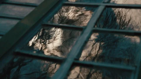 Mysterious reflections of trees Stock Footage 113424018