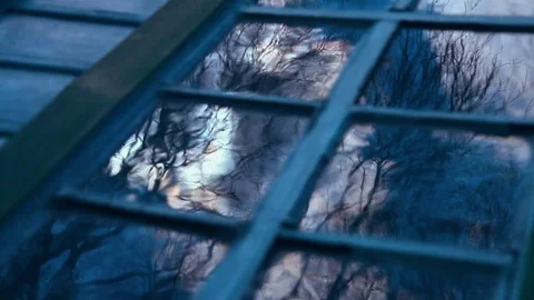 Mysterious reflections of trees Vídeo Stock 113424144