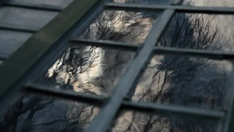 Mysterious reflections of trees Stock Footage 113424291