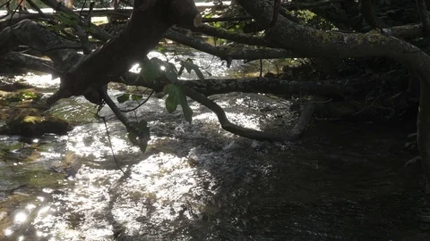 A mysterious river in a forest with beautiful rays of light Stock-Footage 118975409