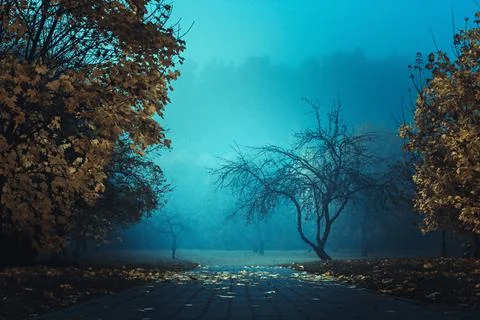 Mysterious road. Fairy Mysterious Forest. Mystical atmosphere. Paranormal ano Stock Photos