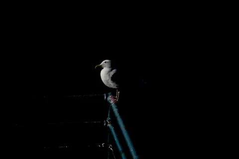 Mysterious Seagull  Stock Photos