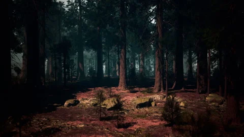Mysterious Sequoia Forest With Abundant Trees. dark forest Stock Footage 309707939