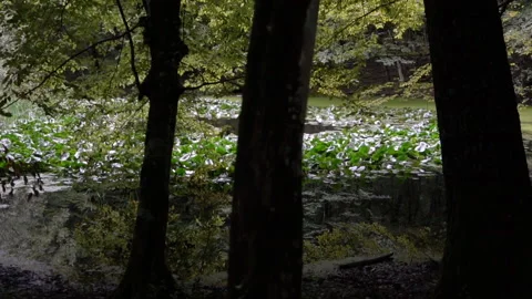 Mysterious Shot of a Pond in the Wood Stock Footage