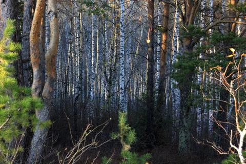 Mysterious Siberian forest  Stock Photos
