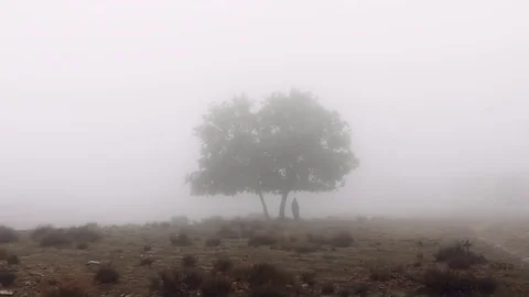 Mysterious silhouette under the tree in the mist Stock Footage 82615758