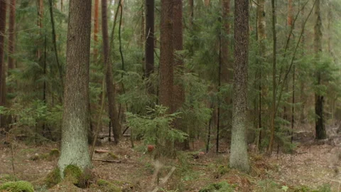 Mysterious spruce forest Stock Footage 119963675