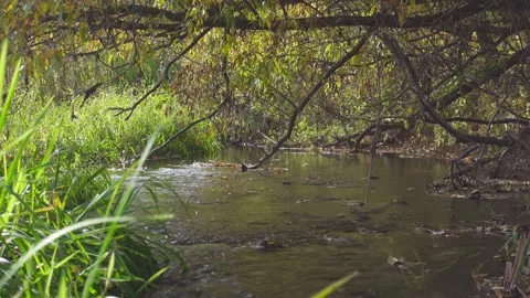Mysterious stream in willow thickets Stock Footage 168580608