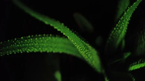 Mysterious Succulent Stock Footage 203896327