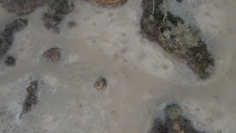 Mysterious swamp 動画素材 146280977