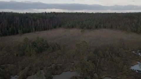 Mysterious swamp 動画素材 146281146