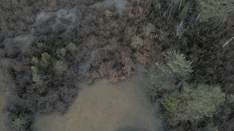 Mysterious swamp 動画素材 146281391