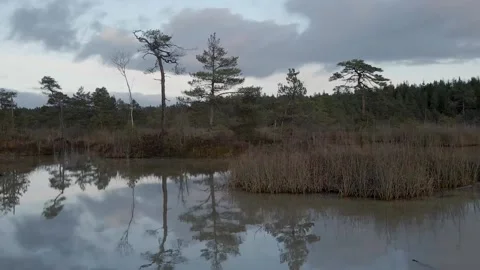Mysterious swamp 動画素材 146281851
