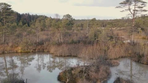Mysterious swamp 動画素材 146281868