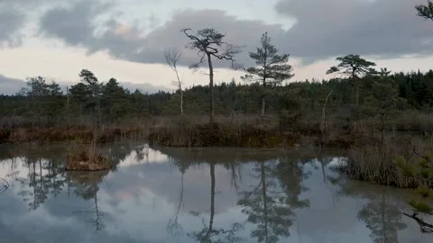 Mysterious swamp 動画素材 146281952