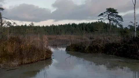 Mysterious swamp 動画素材 146282070