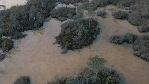 Mysterious swamp 動画素材 146282704