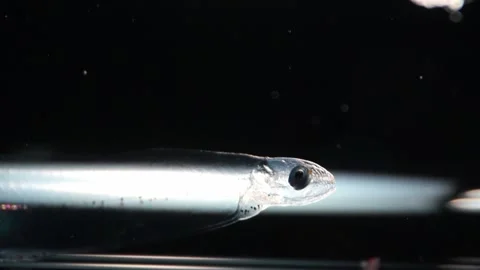 Mysterious Transparent Deep Sea Serpent Fish Stock Footage 336280969