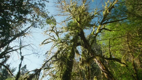 Mysterious tree Stock Footage 246879496