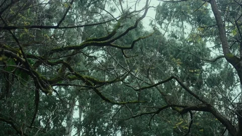 Mysterious tree with horrifying branches covered with moss 스톡 동영상 221756883