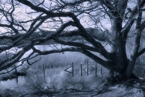  Mysterious tree Foto stock