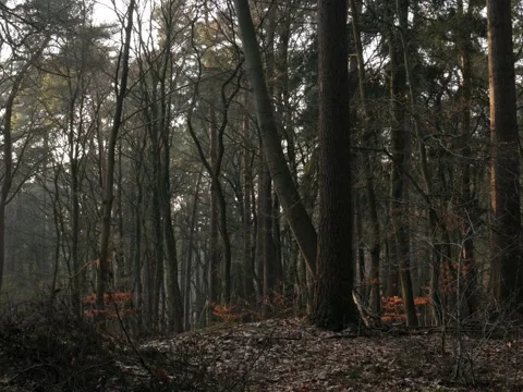 Mysterious trees in the forest at the end of autumn Stock Footage 342339450