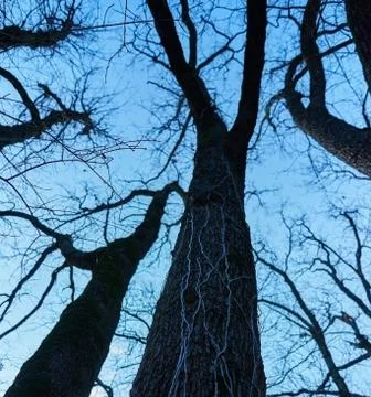 Mysterious trees Stock Photos