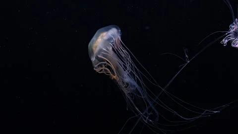 Mysterious underwater scene featuring a softly illuminated jellyfish Stock Footage 341680564