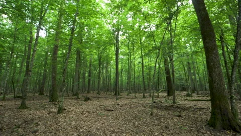 Mysterious virgin forest. forest thicket. trunks of growing trees. Vidéo 194284407