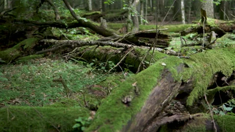 Mysterious virgin forest. forest thicket. trunks of growing trees. 库存影片 194288912